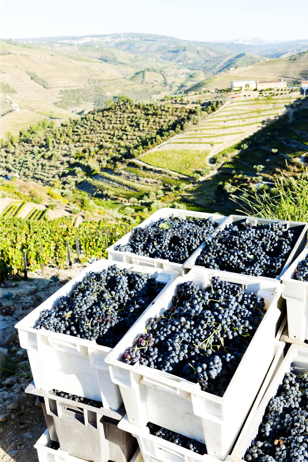wine harvest, Douro Valley, Portugal