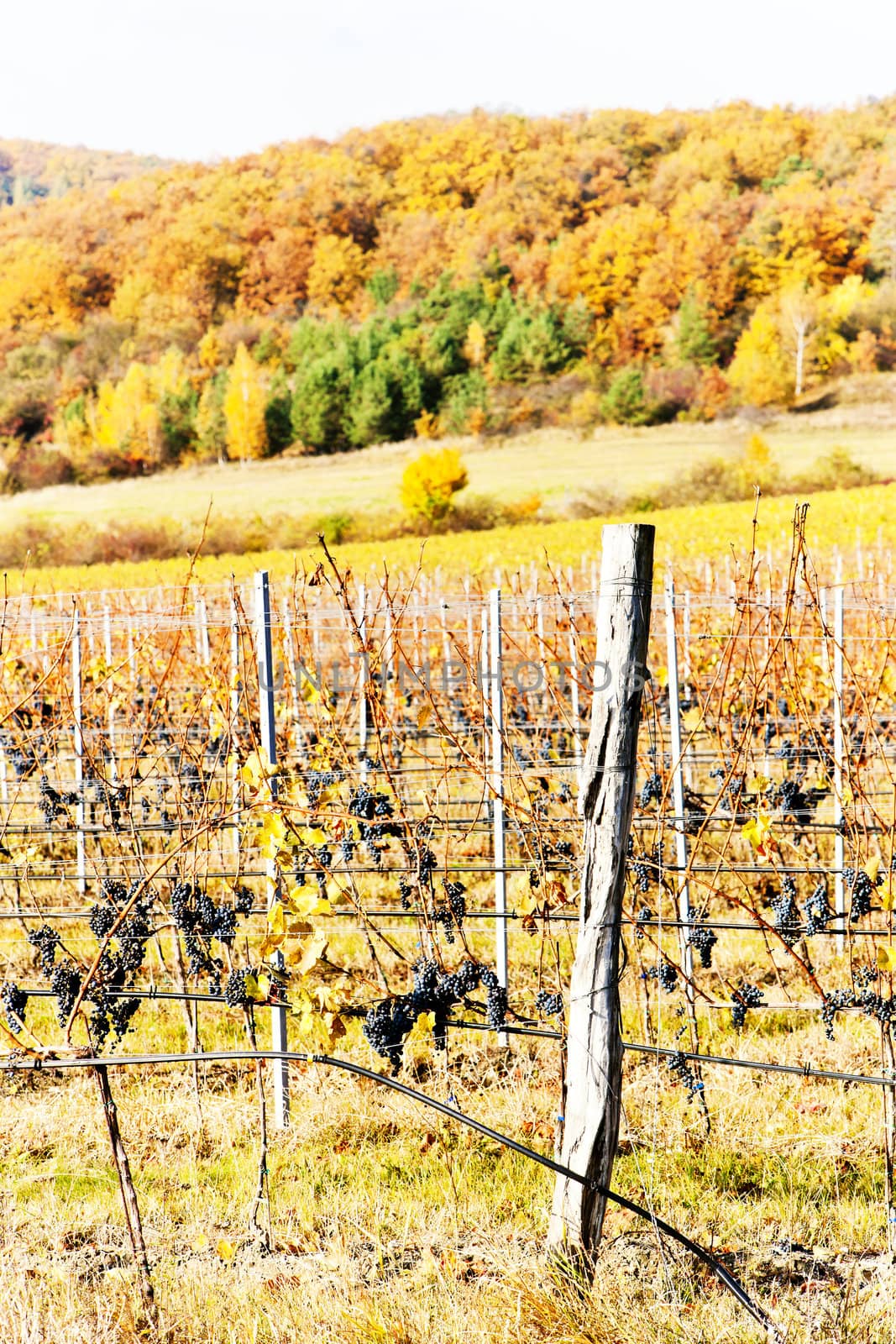 red grapes in vineyard, Czech Republic