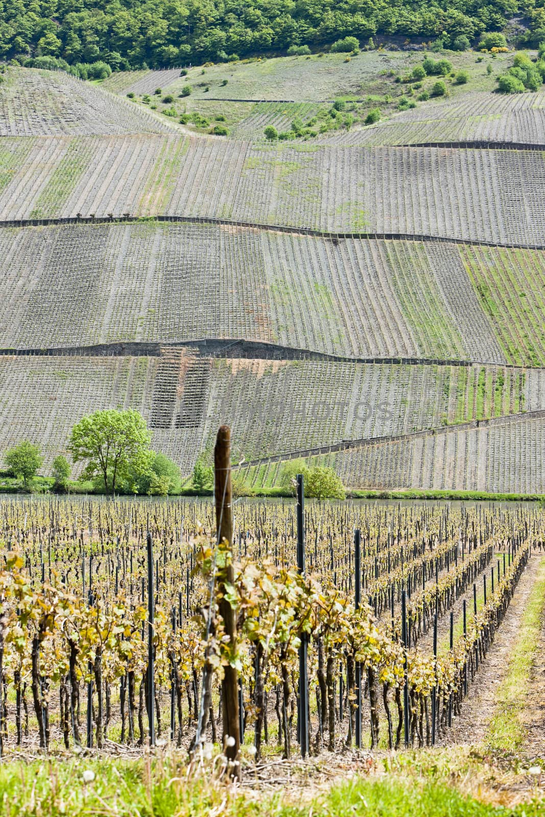 vineyars near Polich, Rhineland-Palatinate, Germany by phbcz