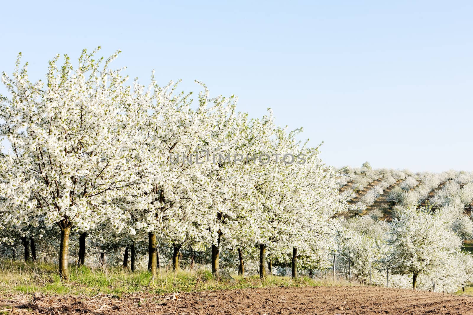 blooming orchard in spring, Czech Republic by phbcz