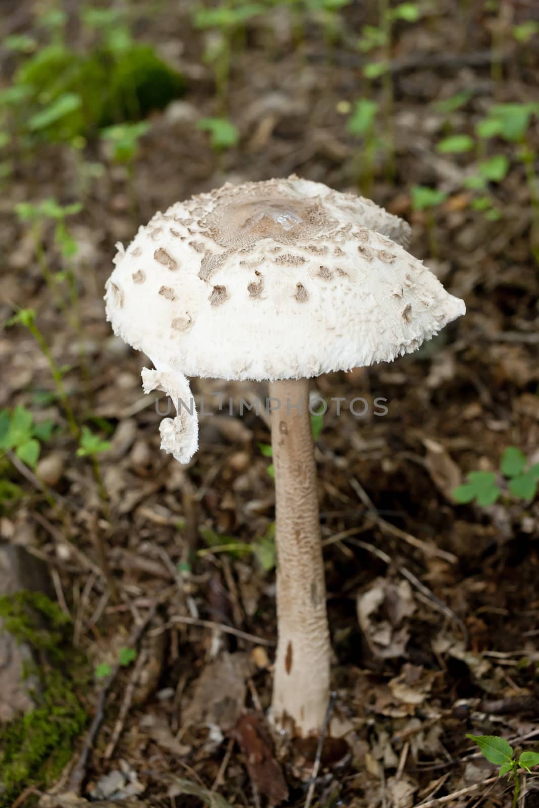 mushroom by phbcz