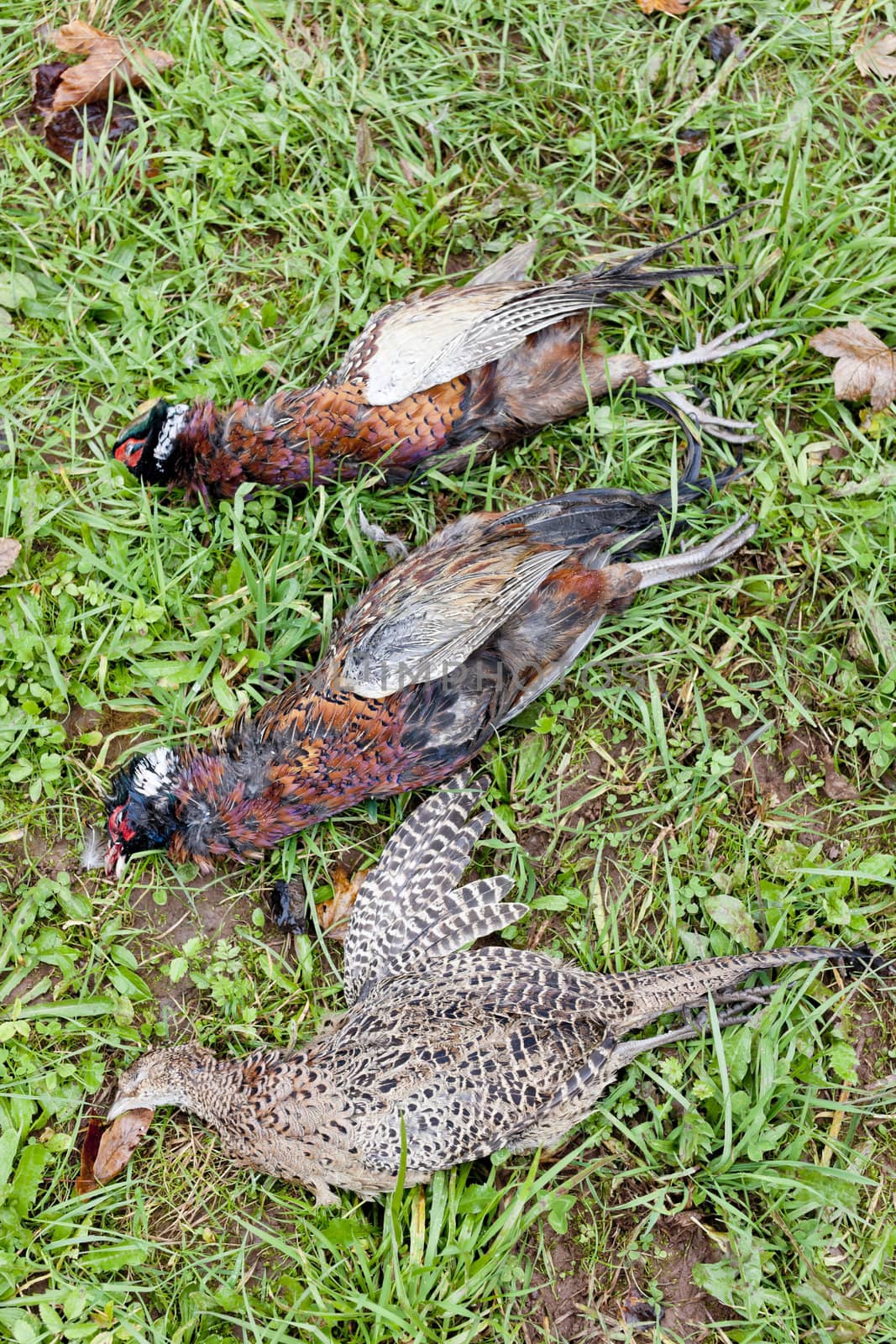 excludes of caught pheasants