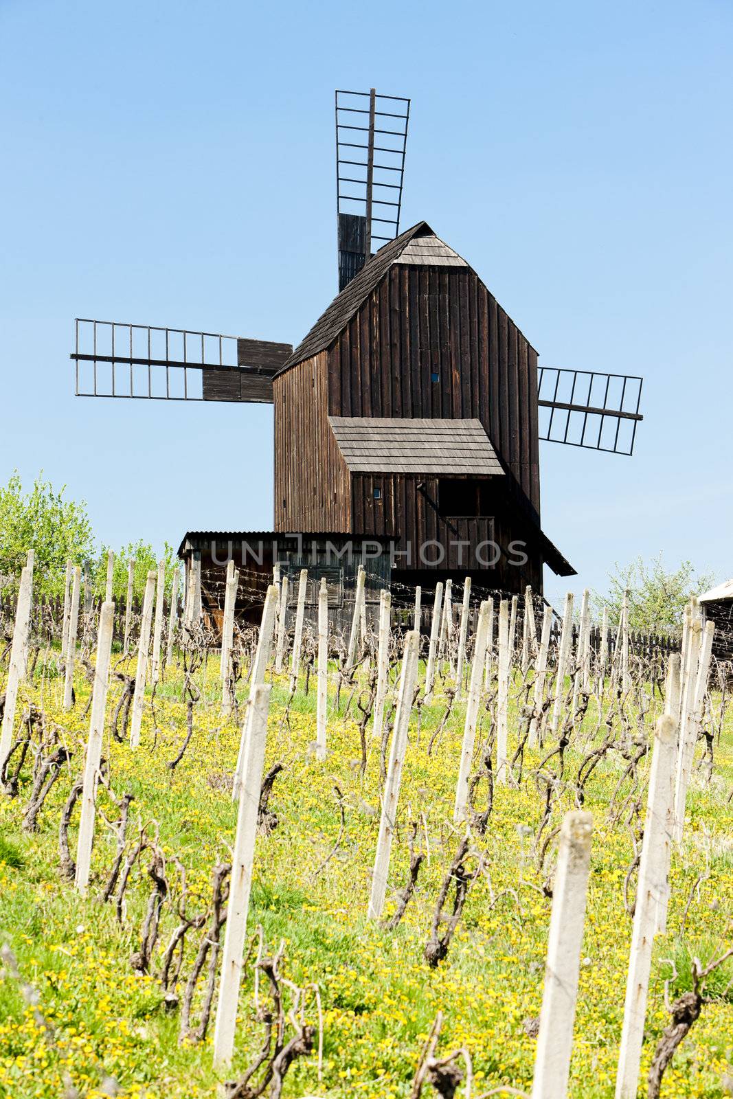 wooden windmill with vineyard, Klobouky u Brna, Czech Republic