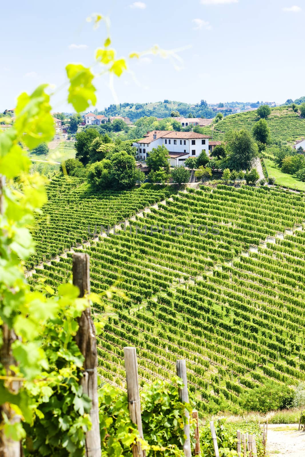 vineyar near Tana, Asti Region, Piedmont, Italy by phbcz