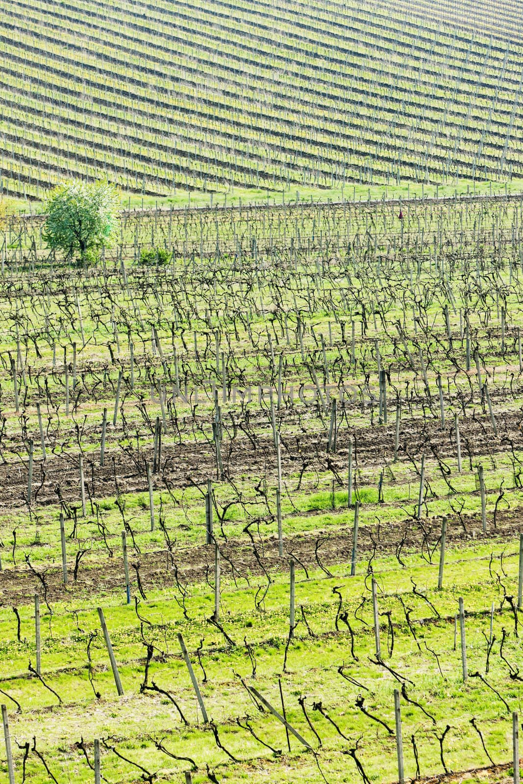 view of vineyards from lookout tower of Kravi hora near Boretice by phbcz