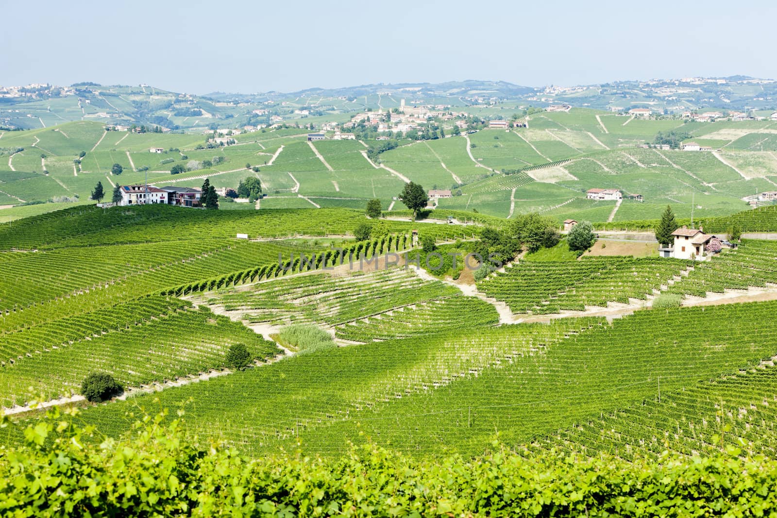 vineyars near Barolo, Piedmont, Italy by phbcz