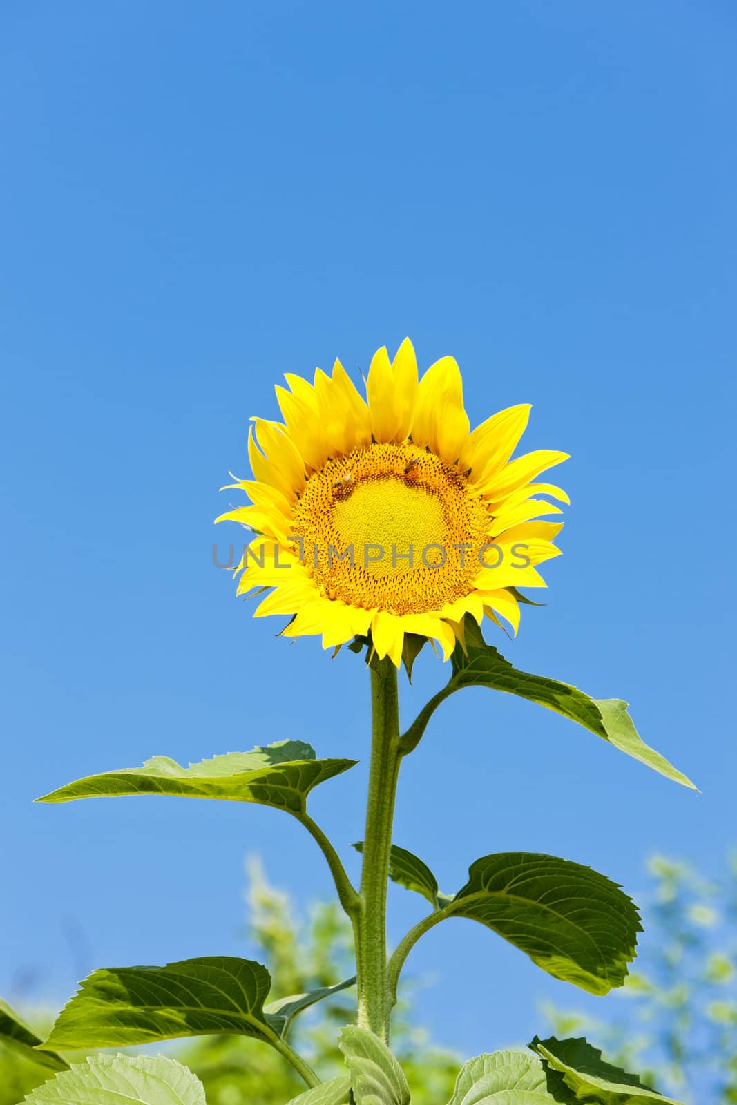 sunflower by phbcz