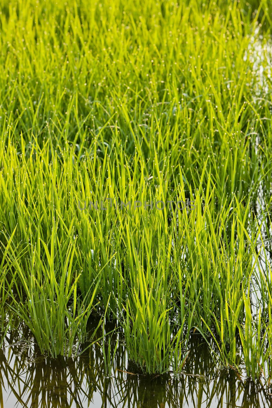 rice field near Tornaco, Piedmont, Italy by phbcz