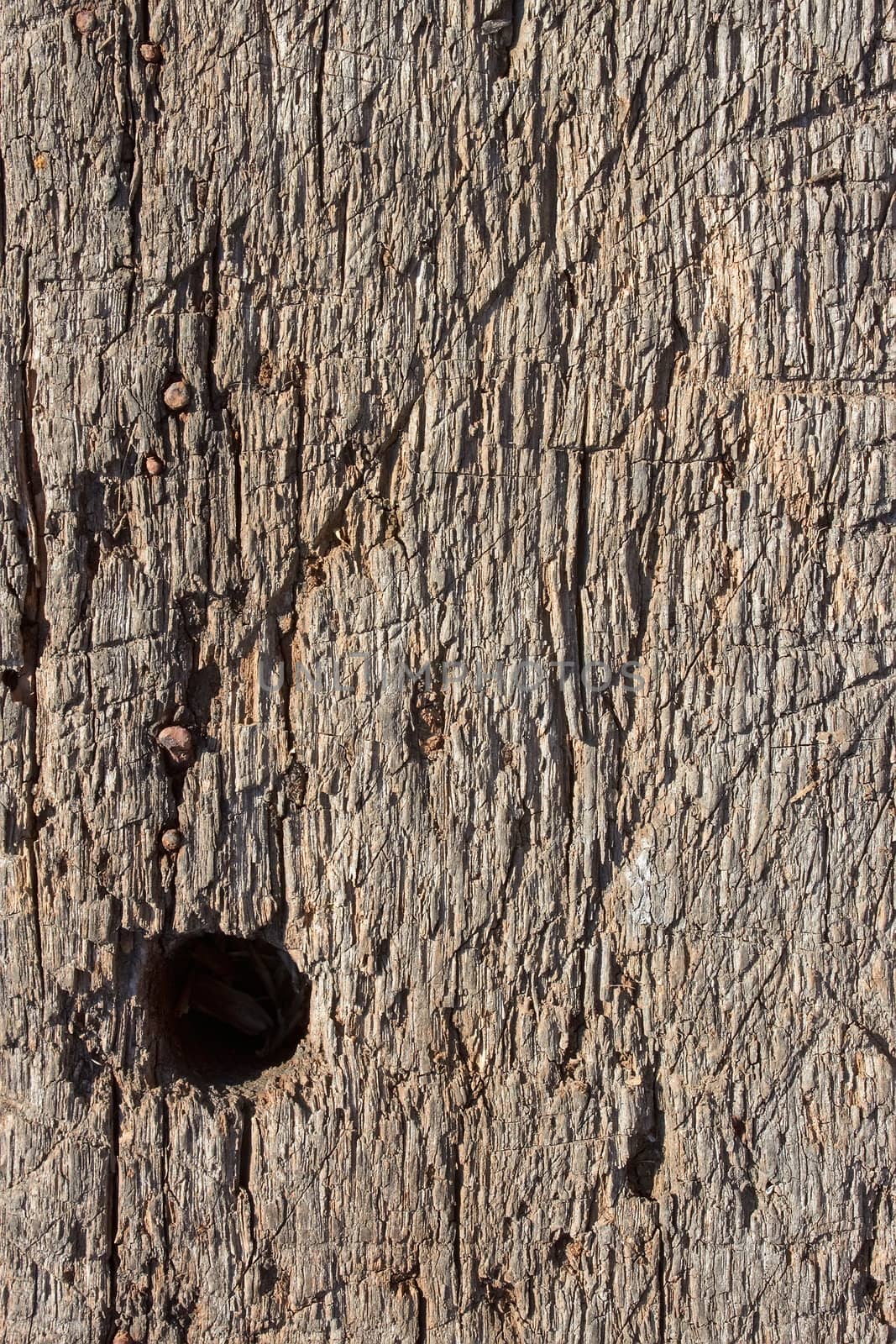 Fragment of very old wooden board with a hole for attaching