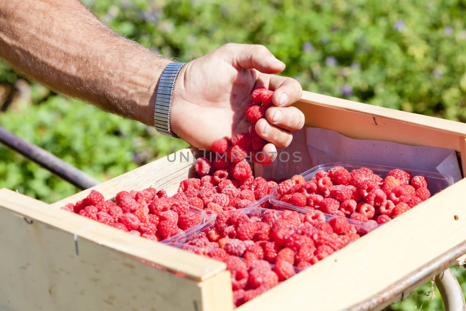 harvest of raspberries