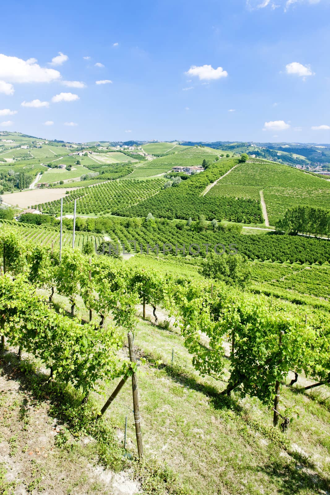 vineyars near Grinzane Cavour, Piedmont, Italy