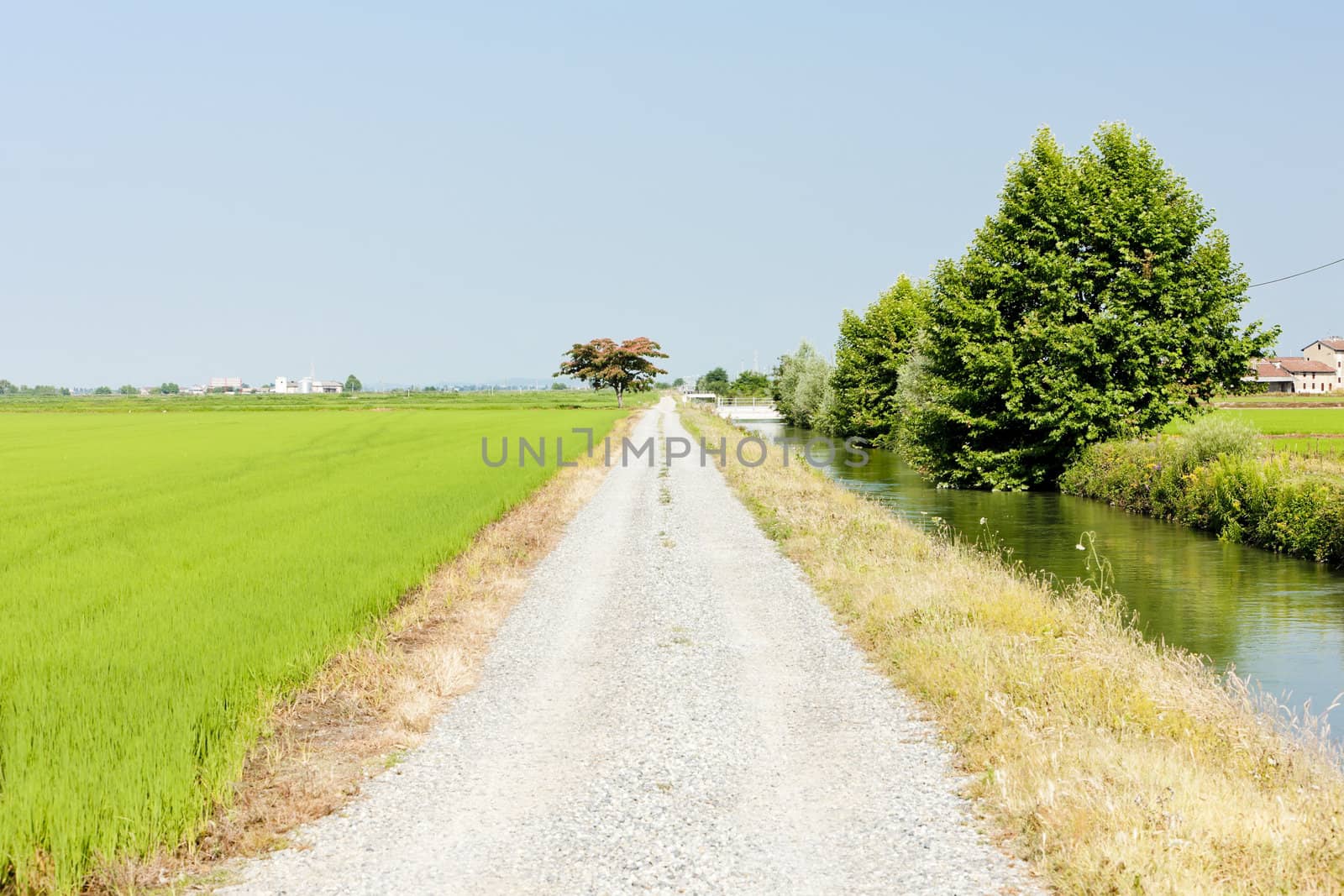 rice field, Piedmont, Italy by phbcz