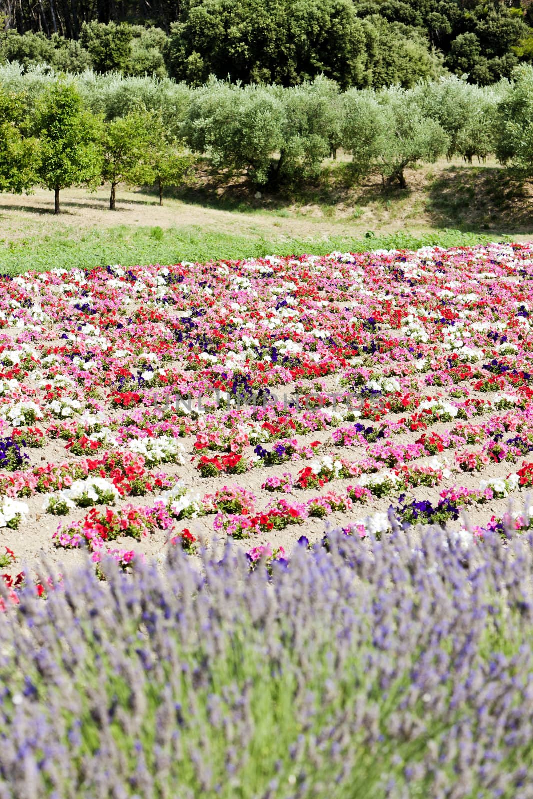 flower field and lavenders, Provence, France