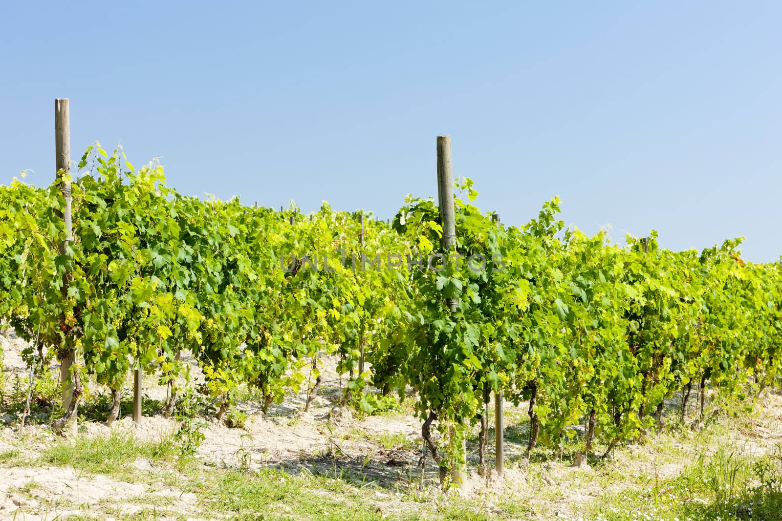 vineyar near Cereseto, Piedmont, Italy by phbcz