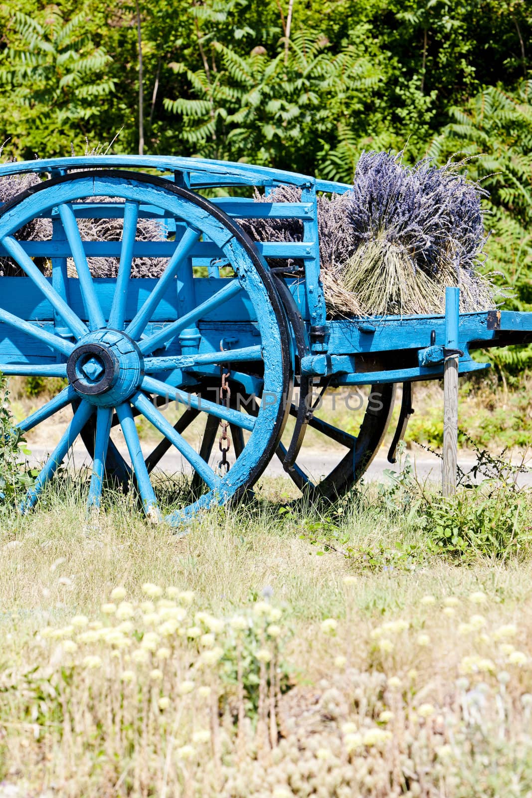 cart with lavenders, Provence, France