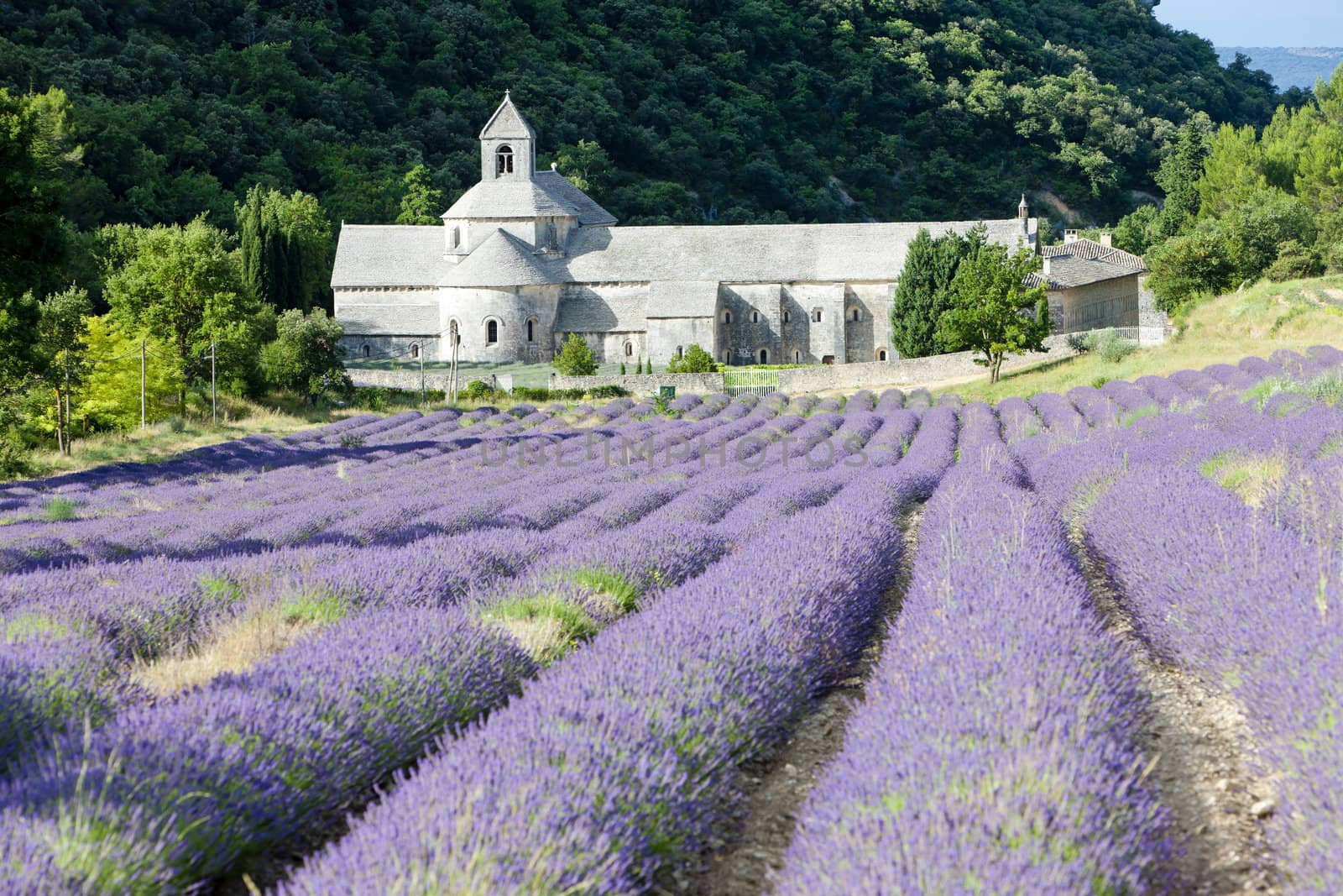 Senanque abbey with lavender field, Provence, France