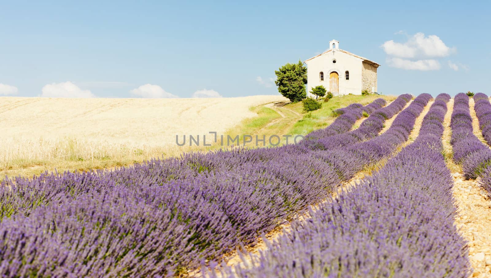 chapel with lavender and grain fields, Plateau de Valensole, Provence, France