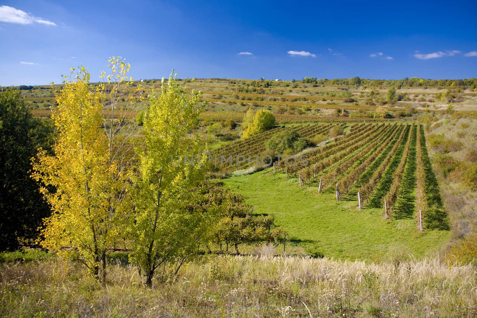 vineyards, ZD Sedlec, Czech Republic by phbcz