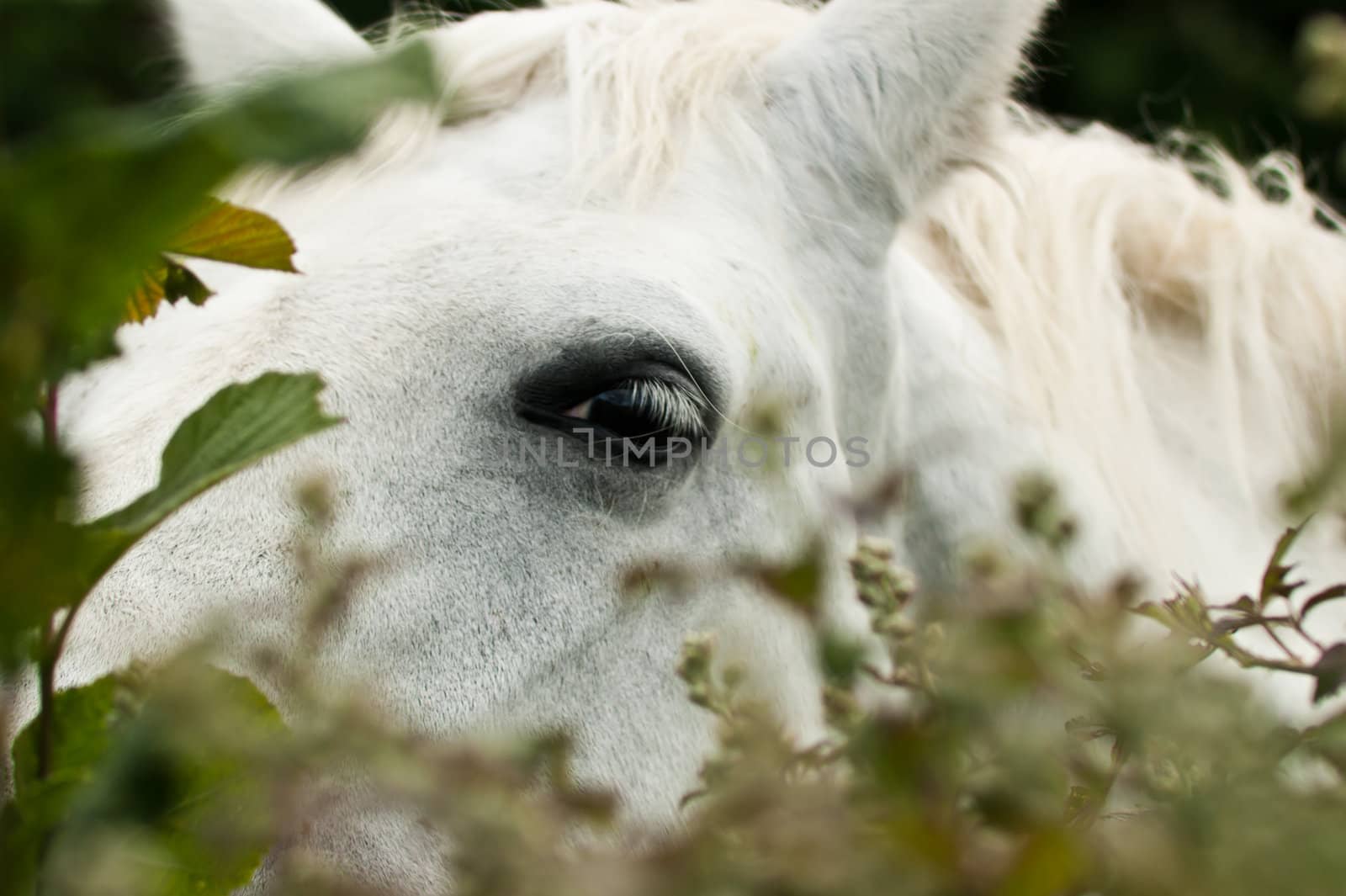 A grey horse looking through a bush