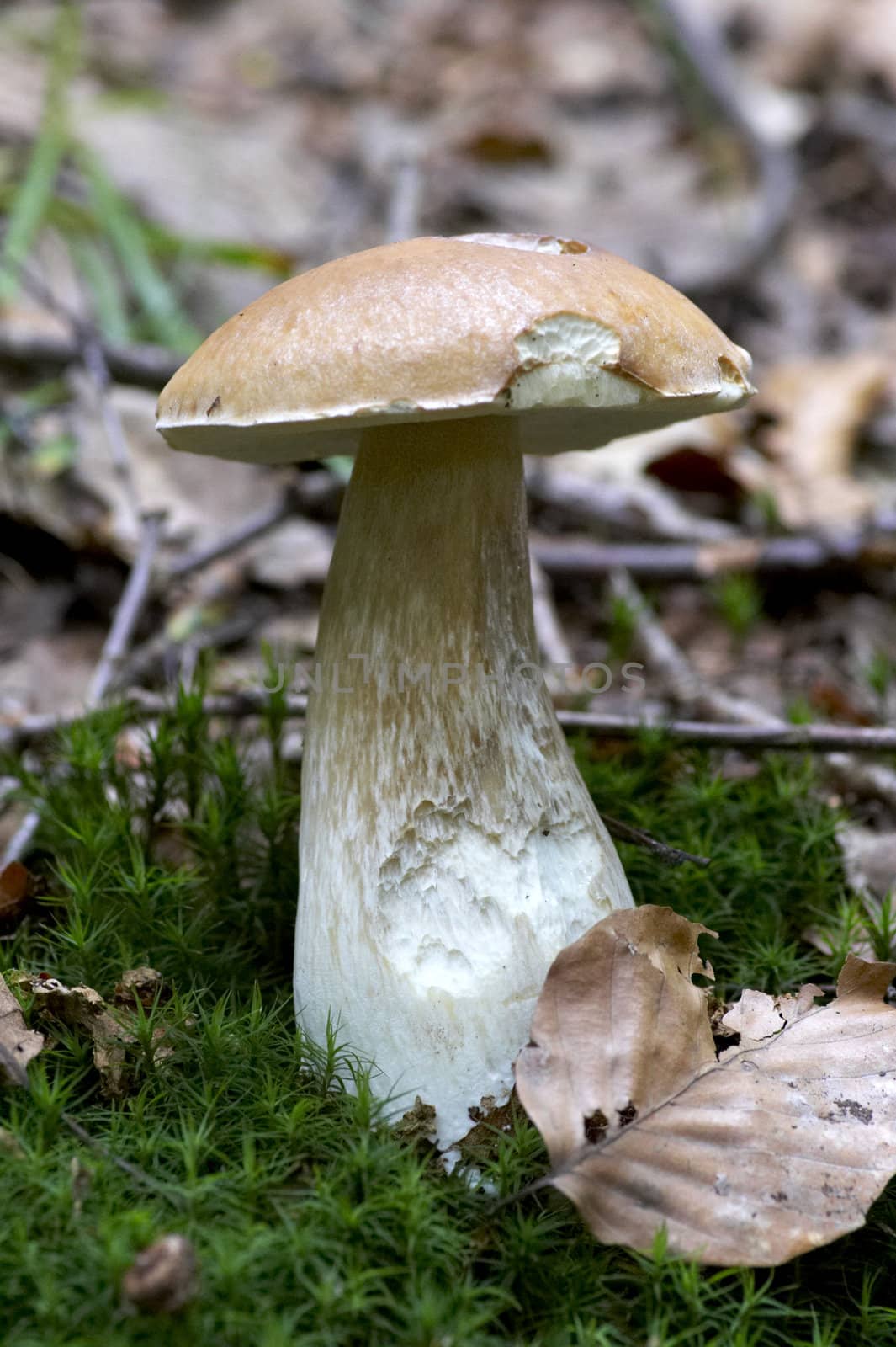 mushroom