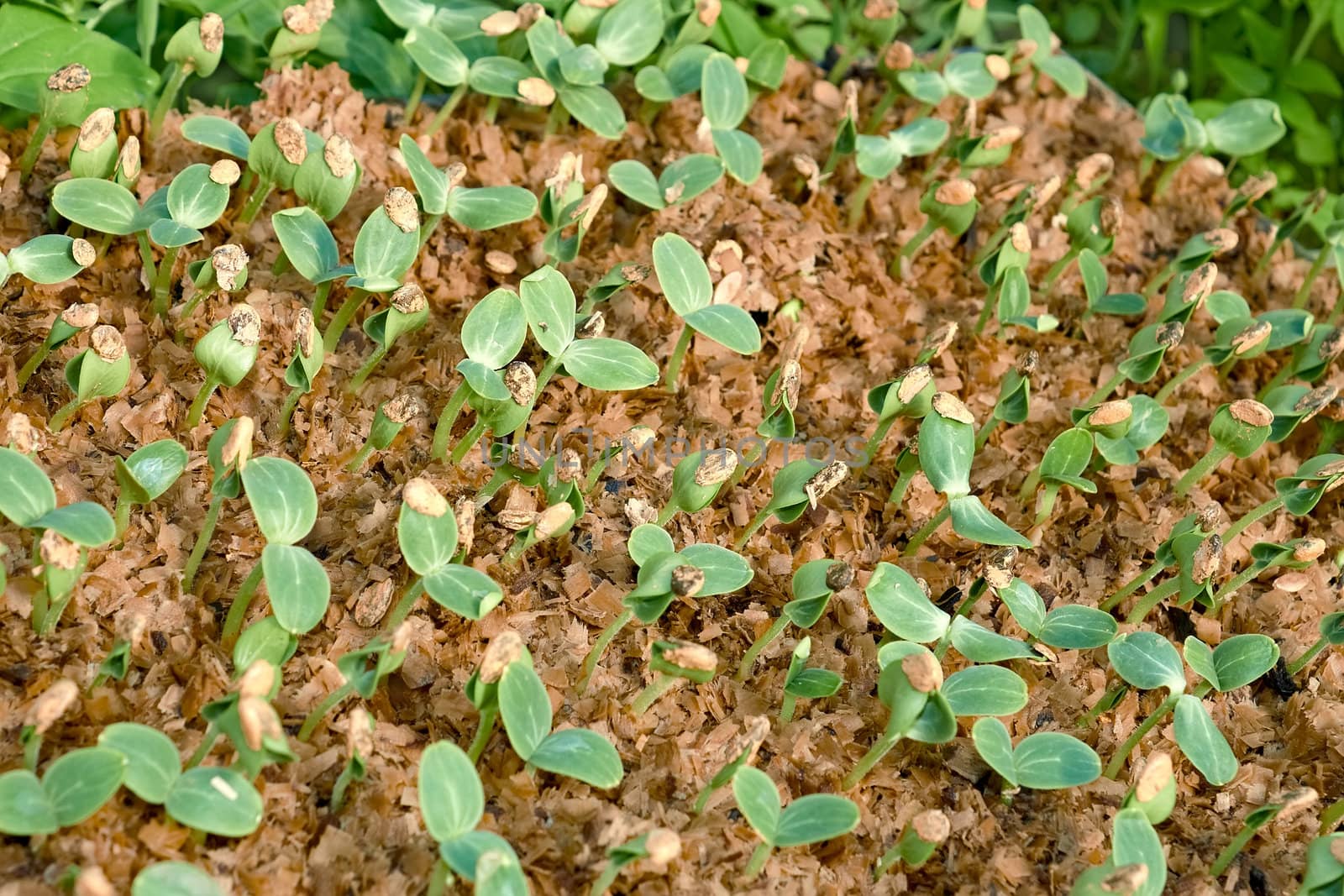 Small watermelon seedling growing in wet wooden sawdust 