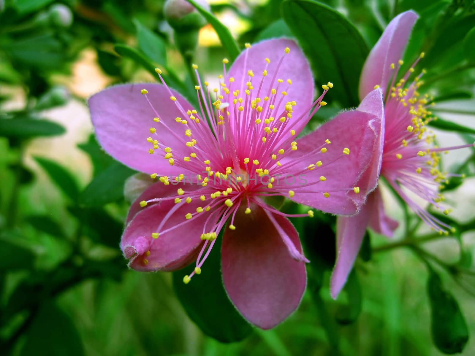 myrtle flowers  by dinhngochung