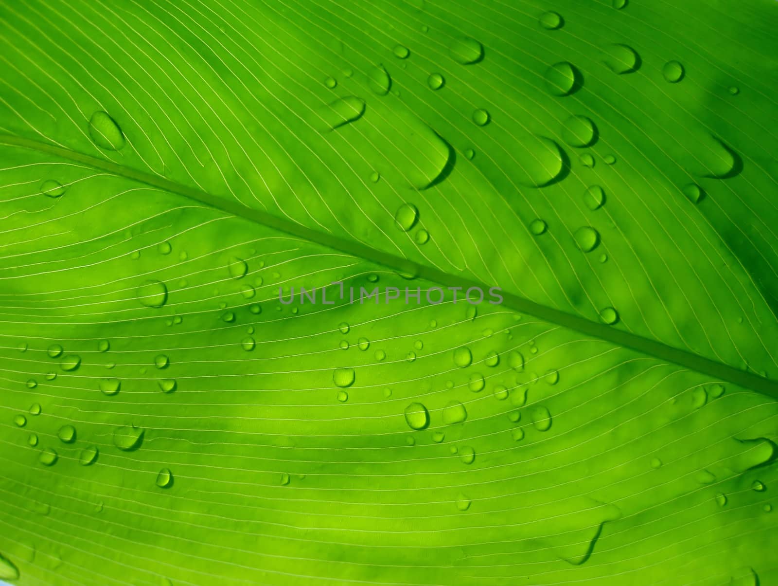 Dew drops on green leaf