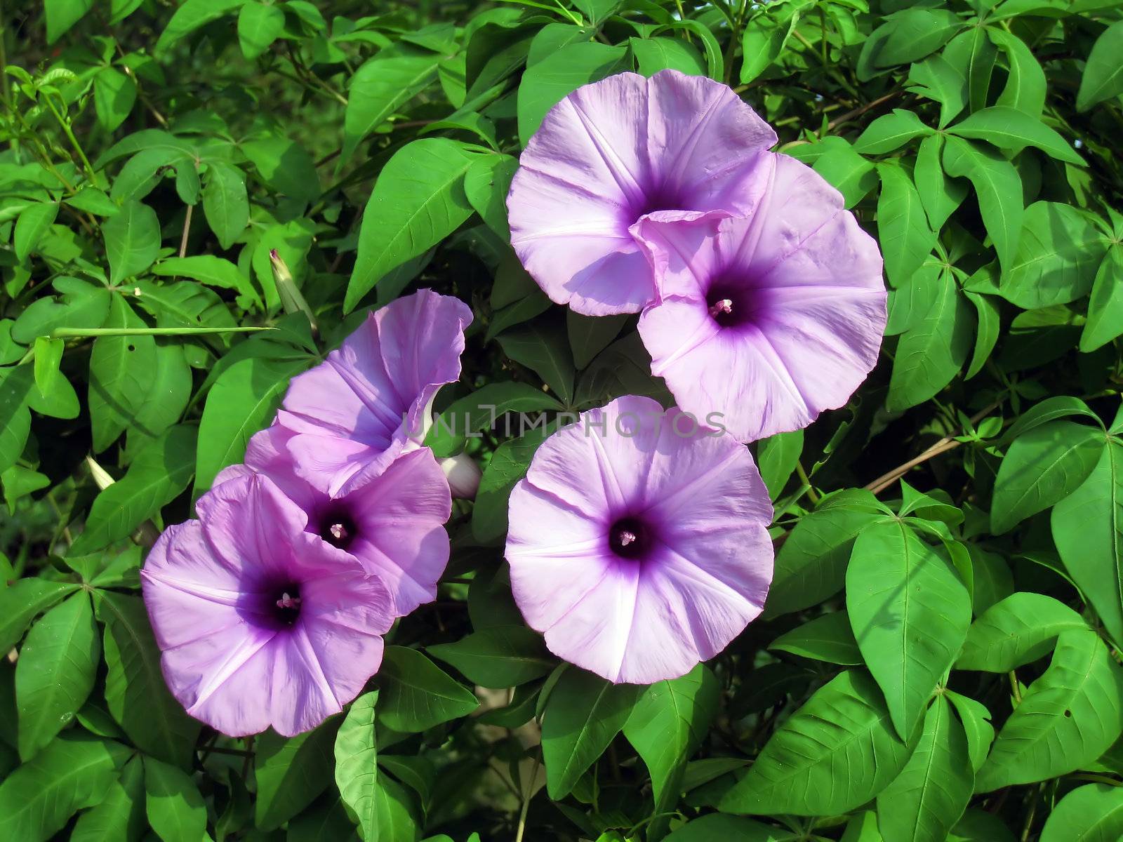 purple bindweed flowers by dinhngochung