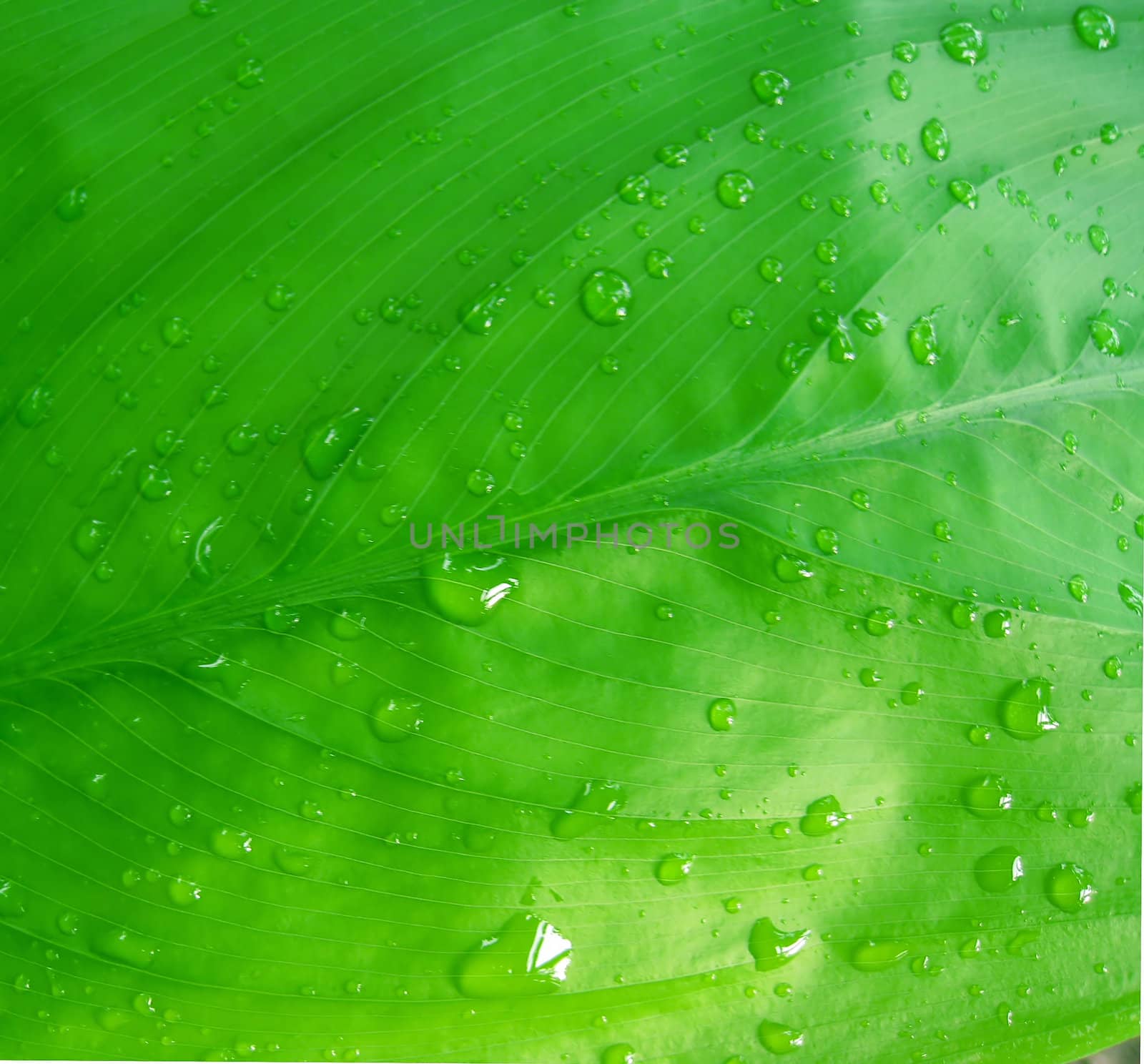 Dew drops on green leaf