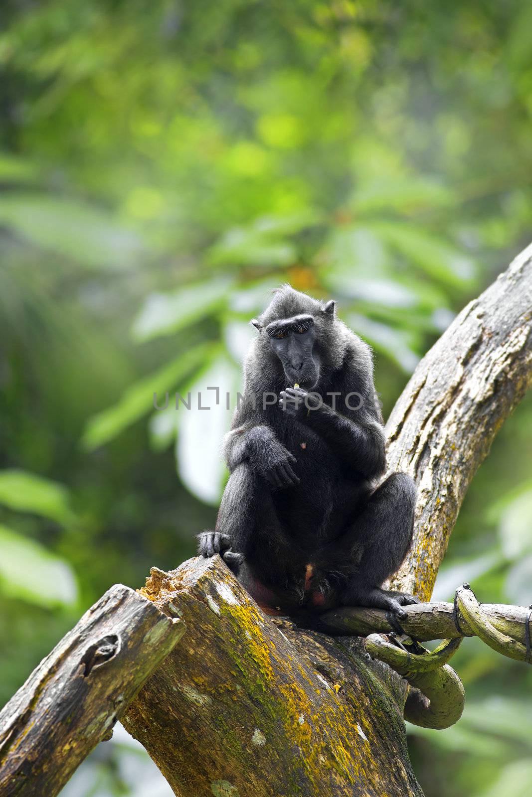 Crested Black Macaque by kjorgen