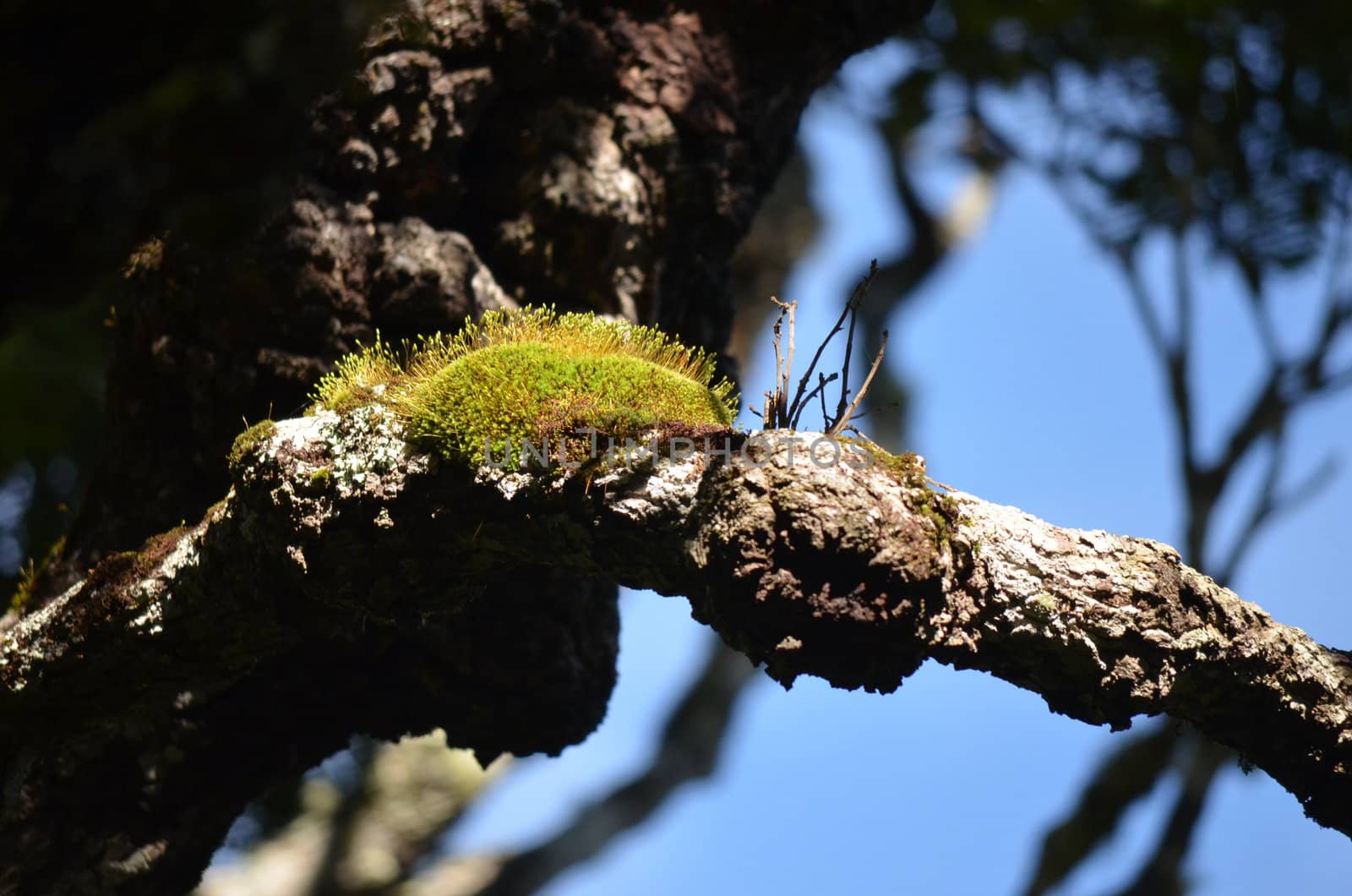 Moss on Tree Branch by KirbyWalkerPhotos