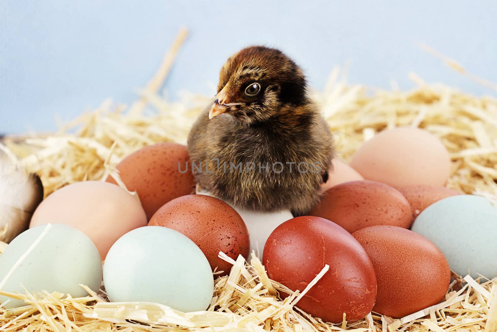 Adorable little Araucana chick sitting on top of a variety of organic farm fresh eggs.  Araucanas are also known as the Easter Chicken for the blue or greenish colored eggs they lay.