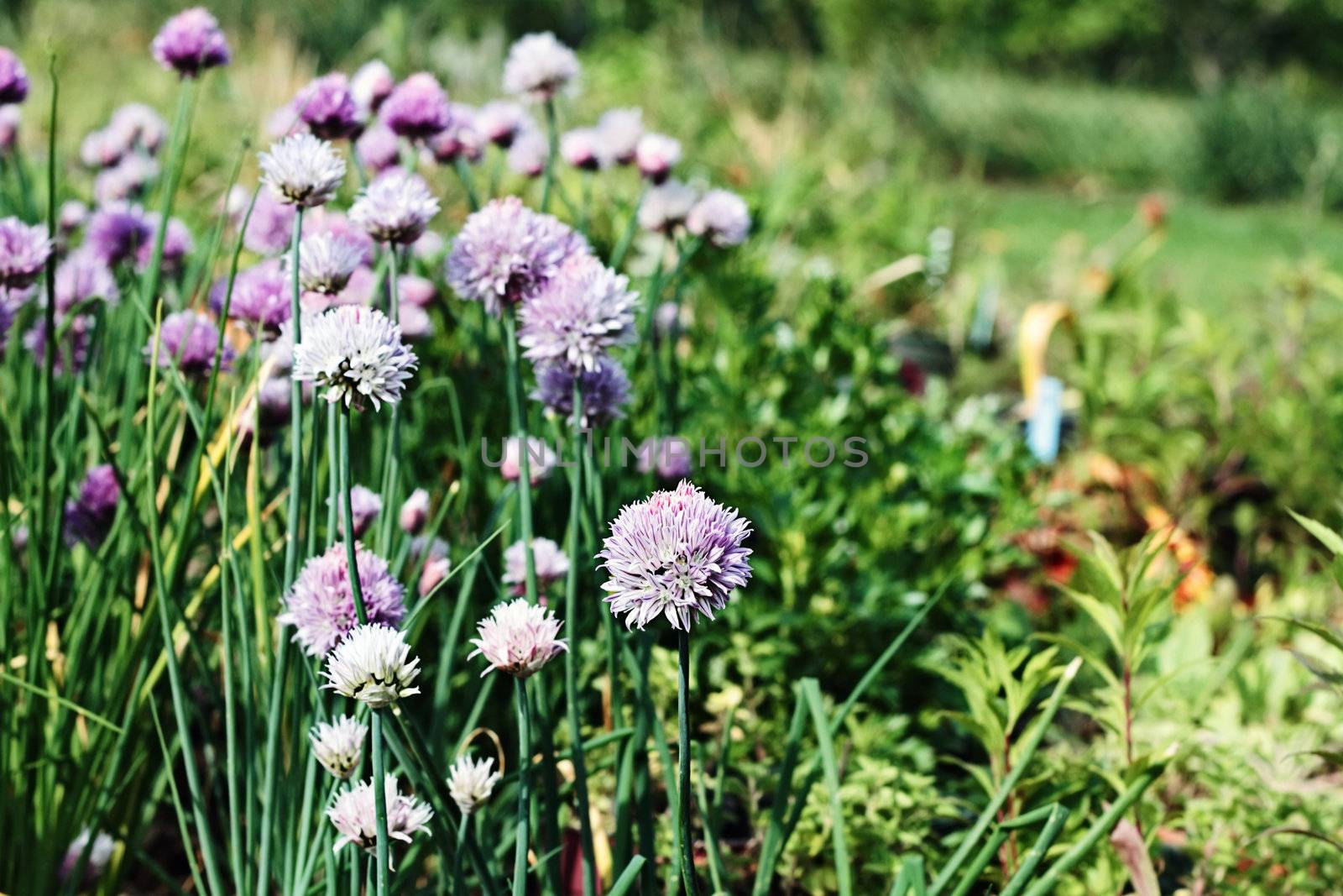 Flowers from the chive plant in bloom in a herb garden.
