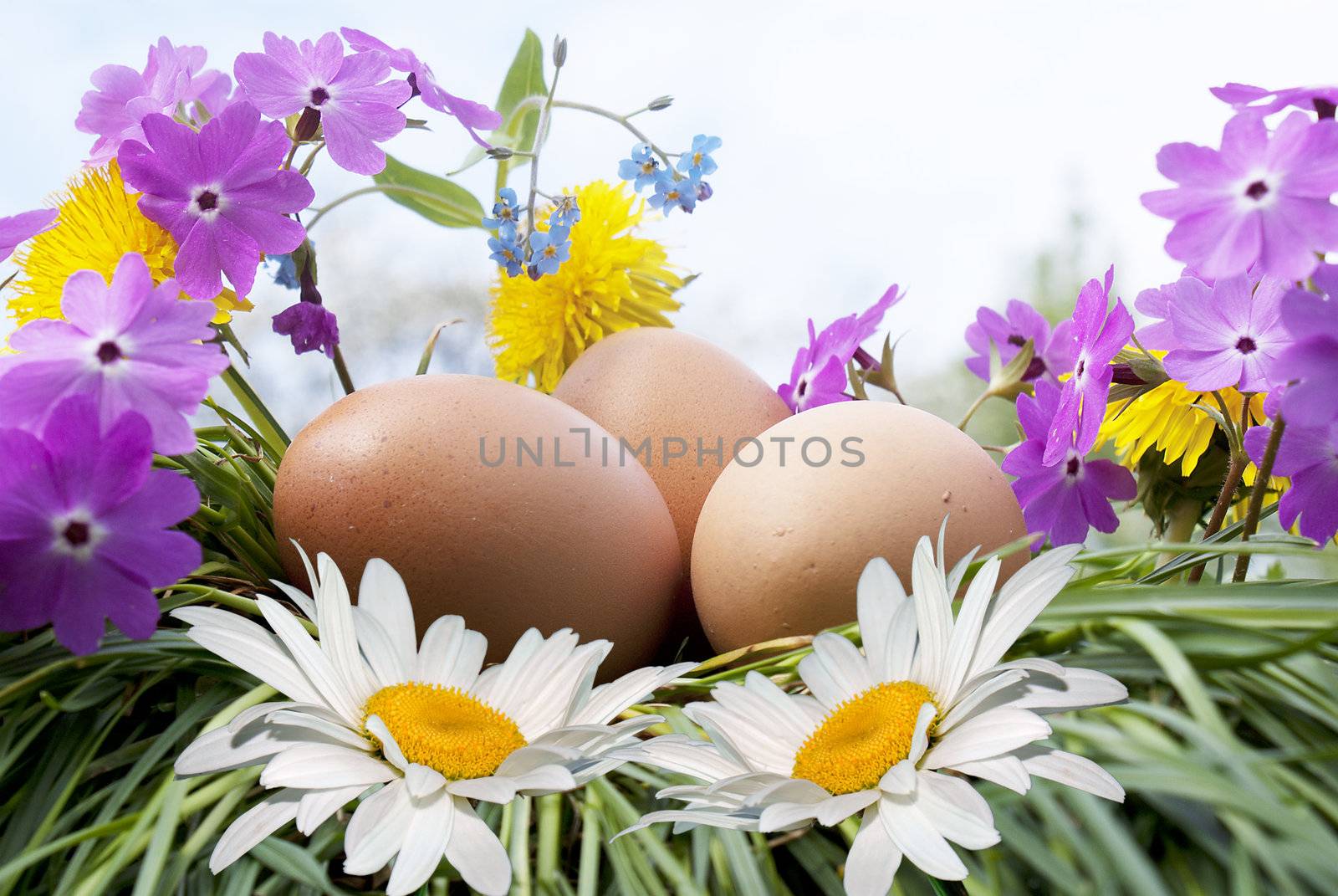 Egg and white camomile over green grass under blue sky