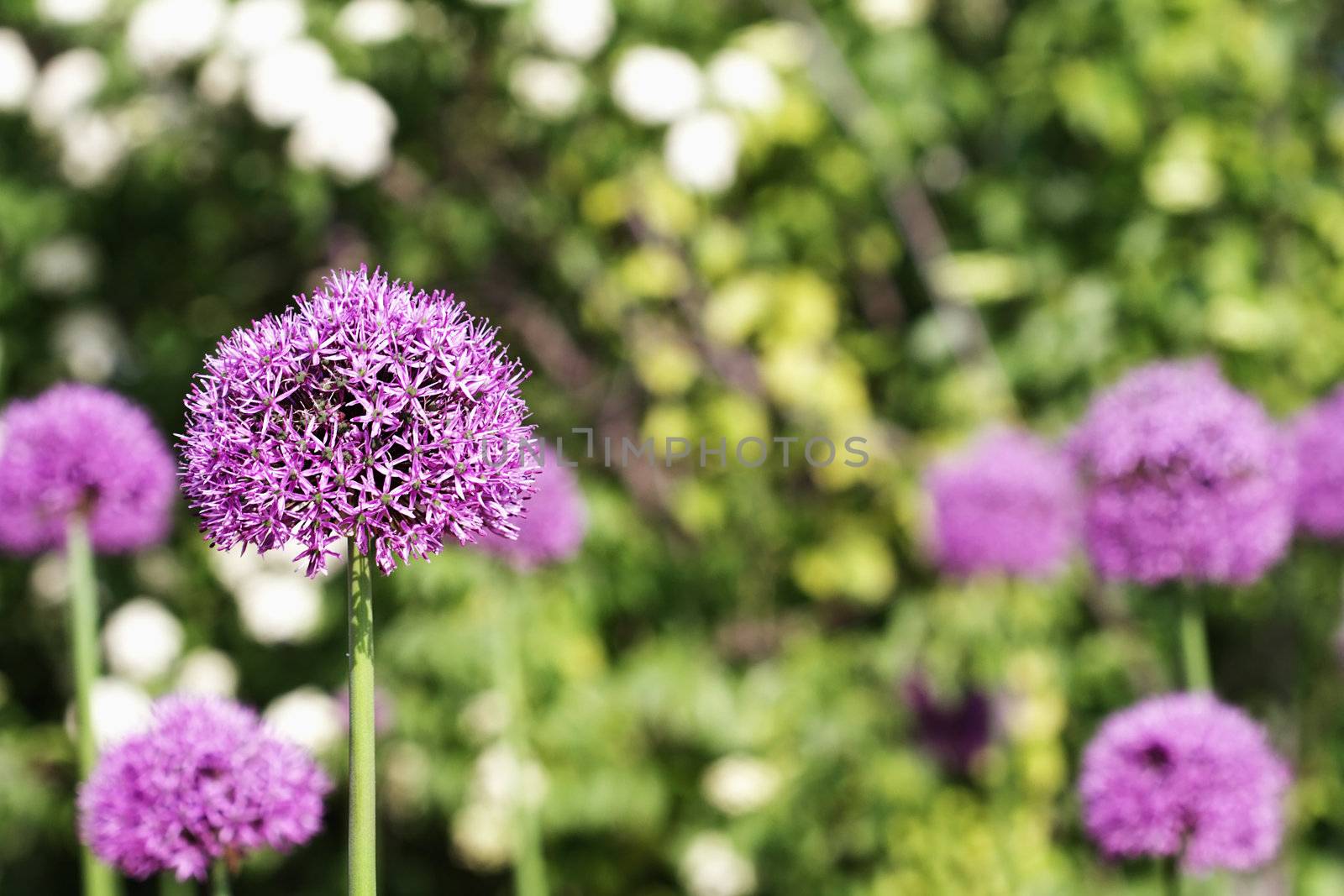 Garden of flowering Allium with selective focus on Alium in foreground.
