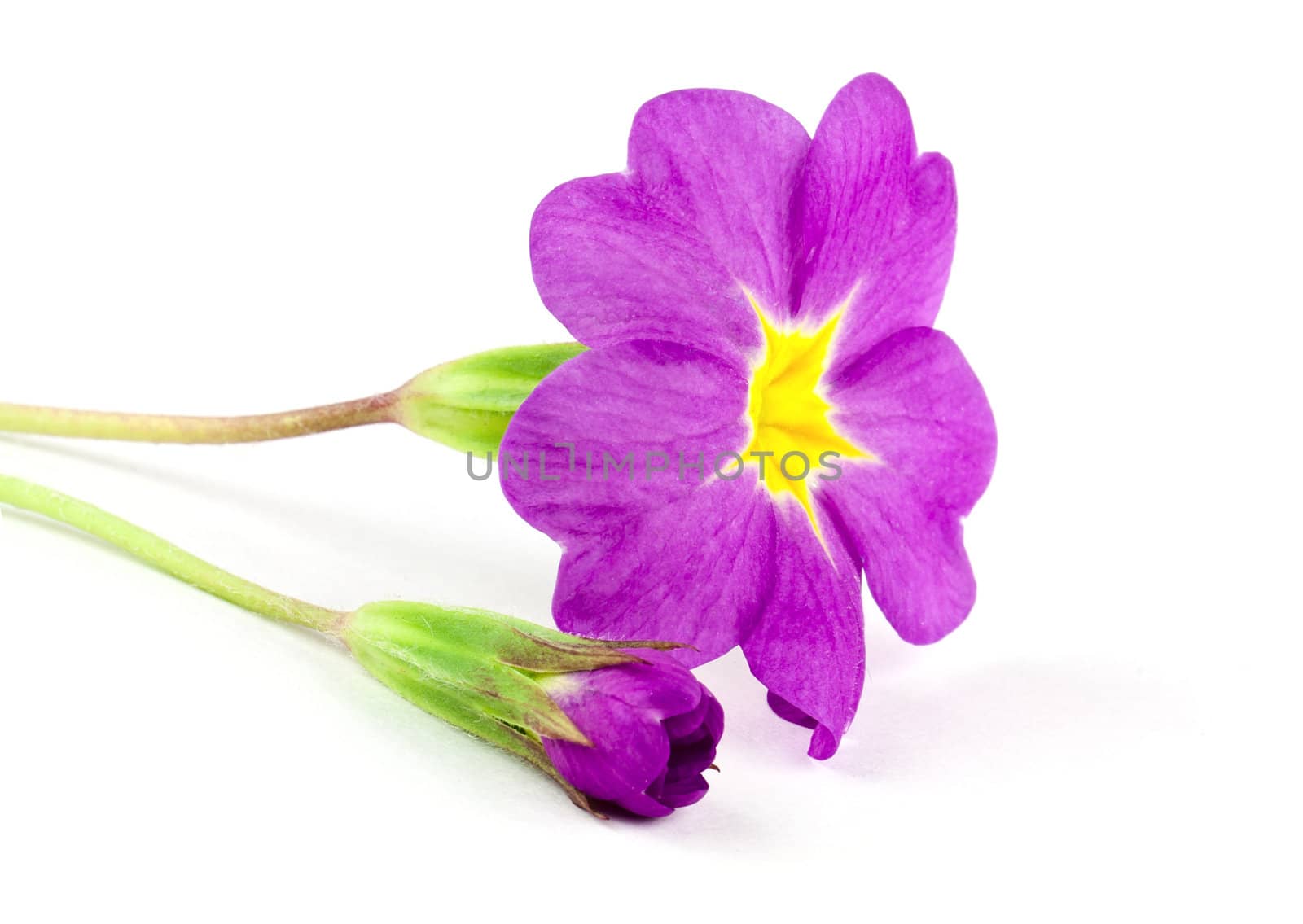 Primula flower isolated on white background