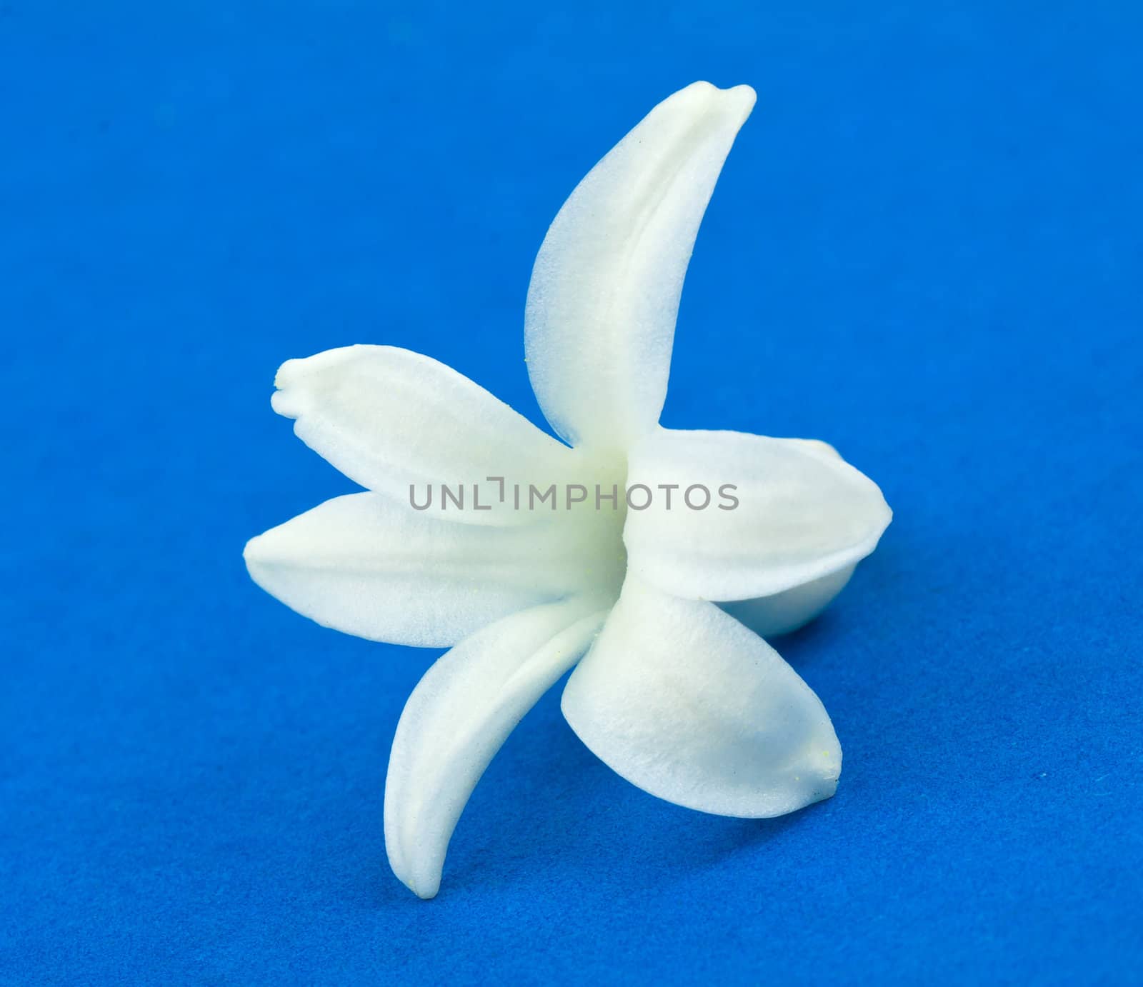 White hyacinth over blue background