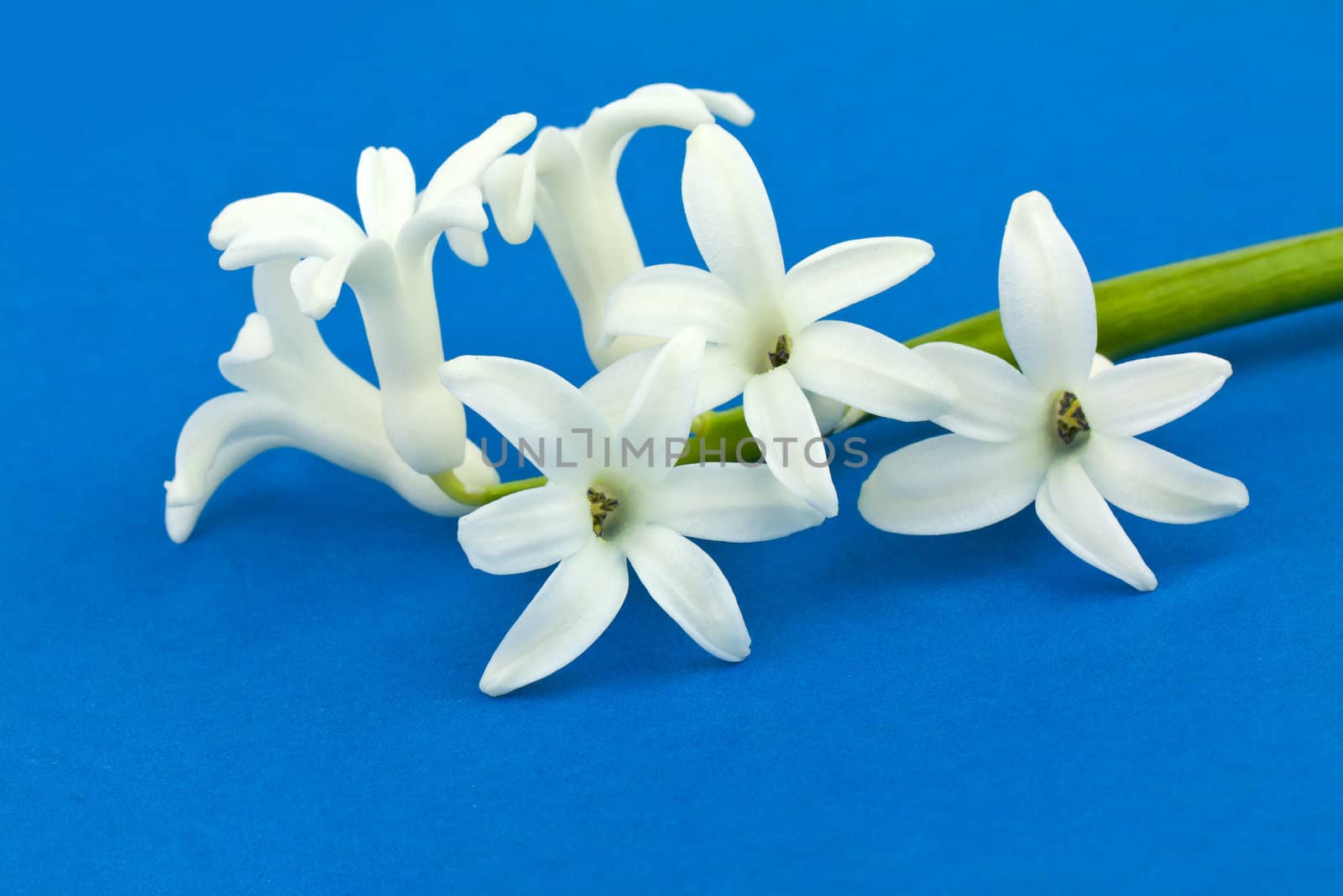 White hyacinth over blue background by vtorous