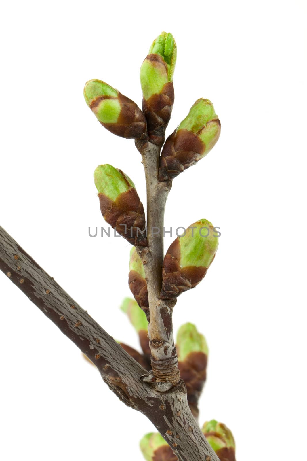 Cherry twig with buds isolated on white background