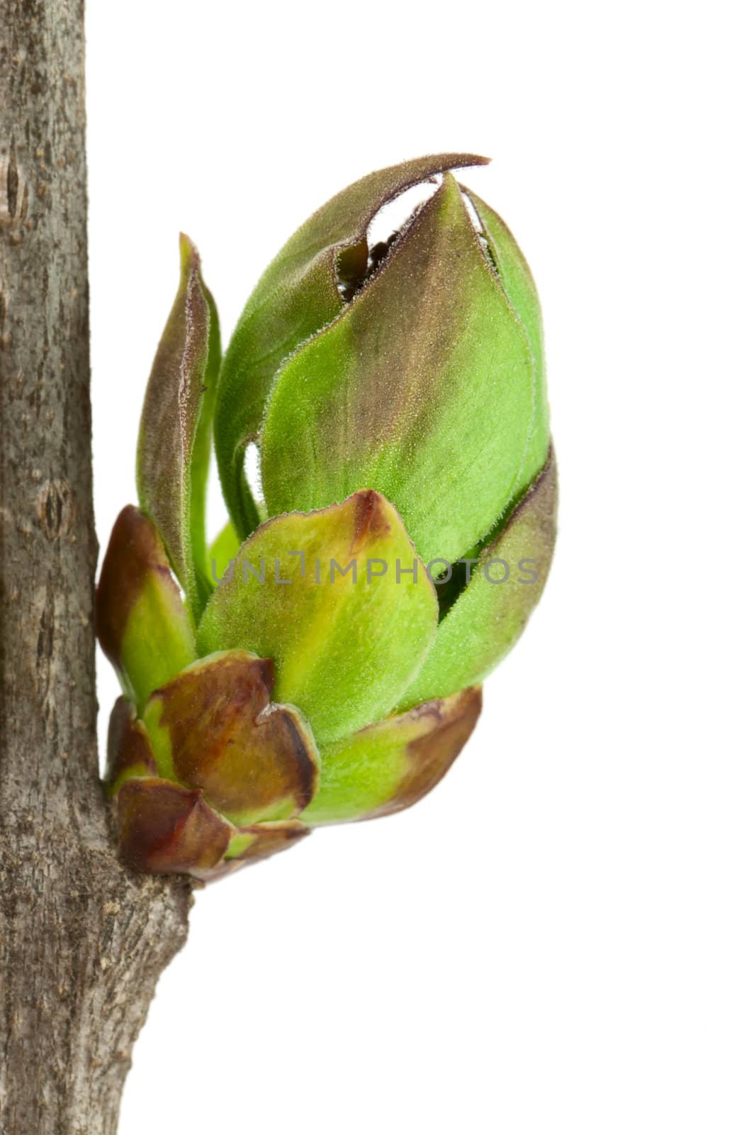 Lilac Buds isolated on white background