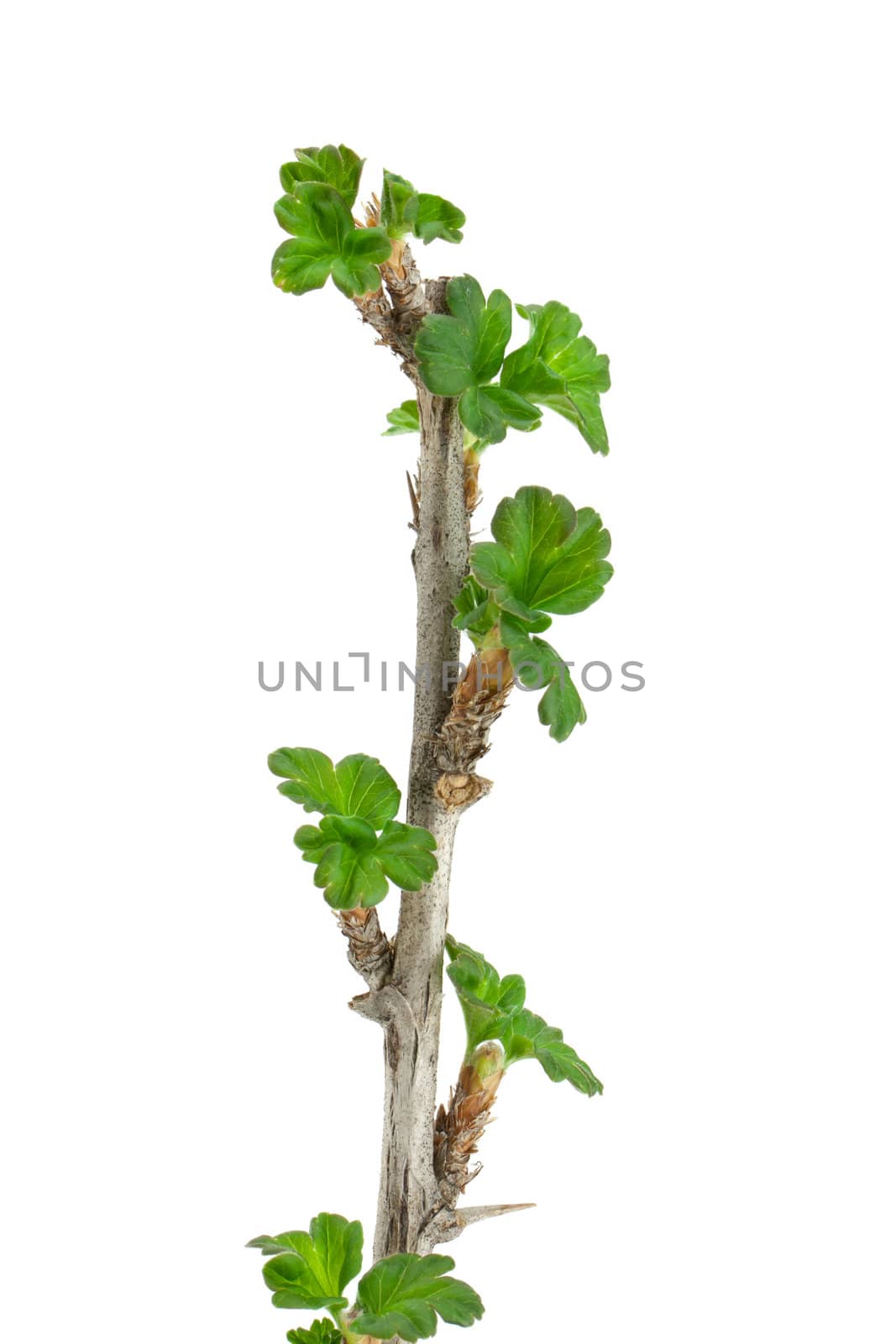 Gooseberry branch isolated on white background