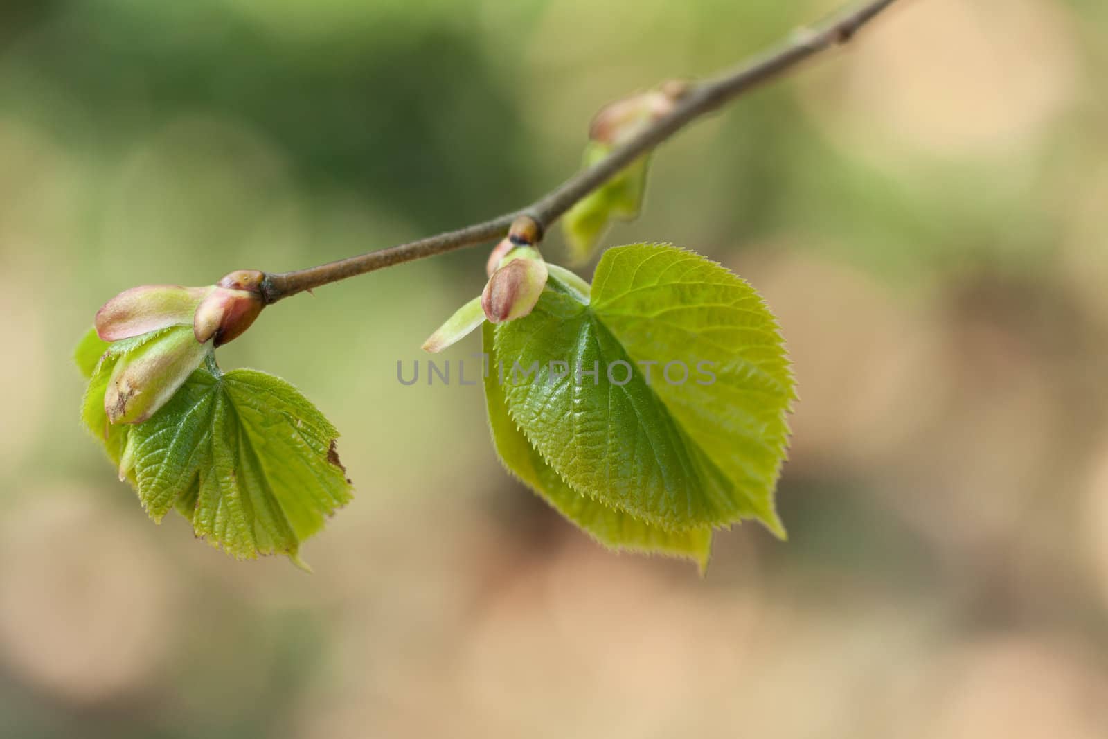 Linden branch with spring leaves.