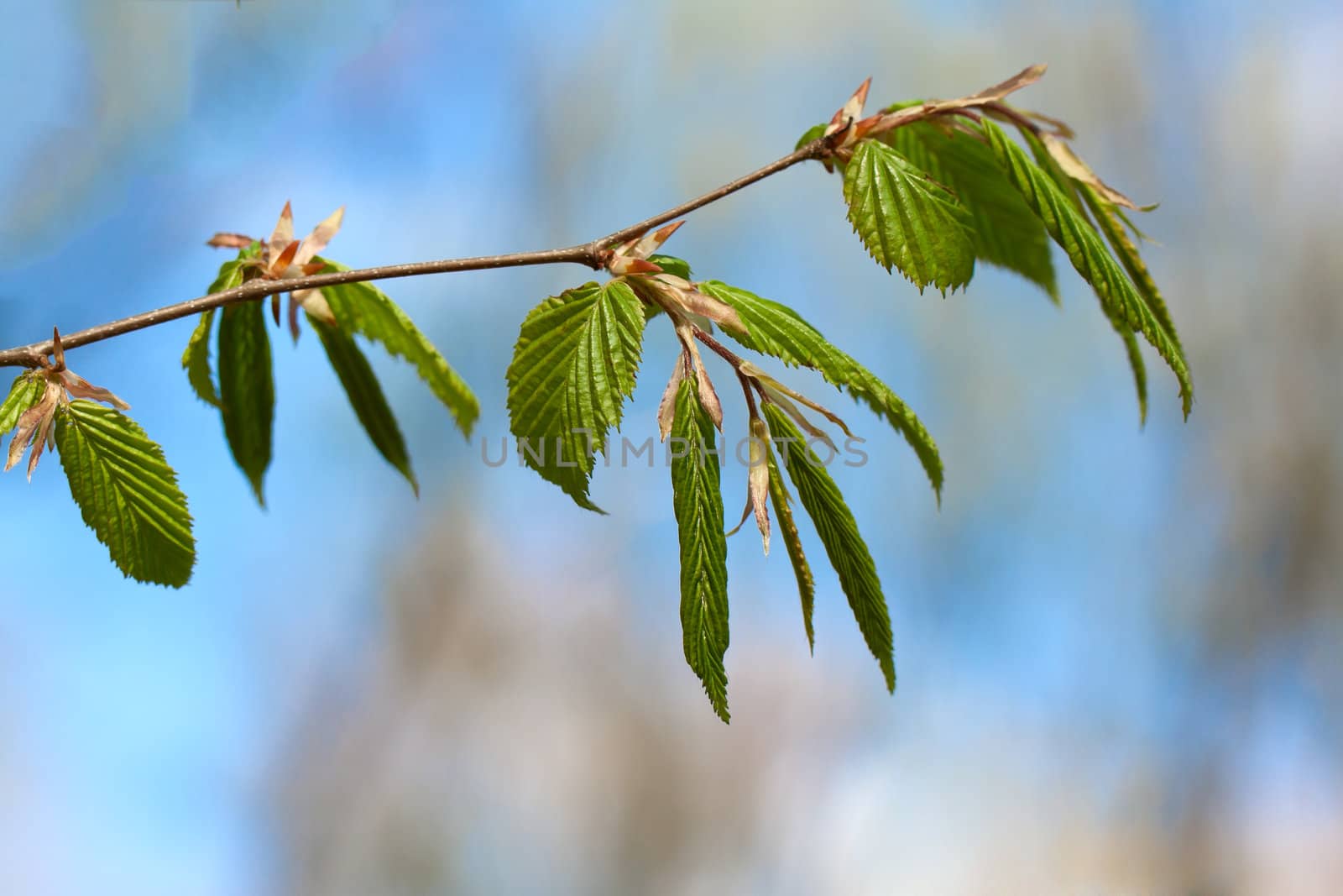 Spring beech leaves