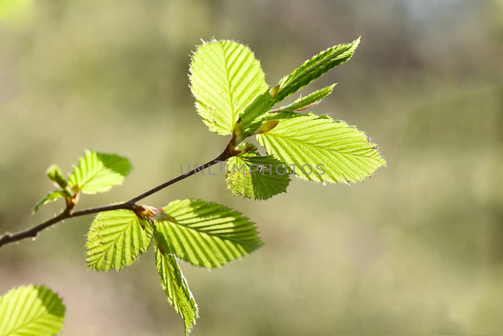 Spring beech leaves by vtorous