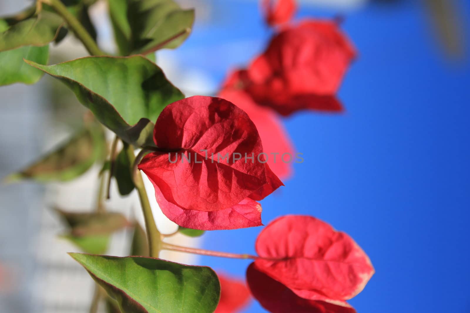 climbing plant with red flowers