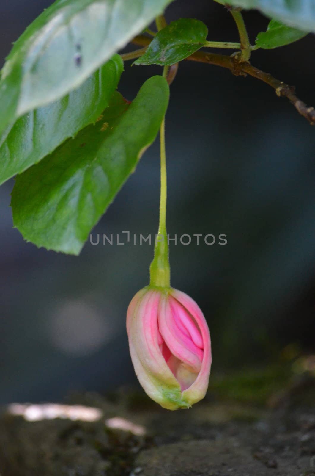 Single Pink Flower Bud Hanging by KirbyWalkerPhotos