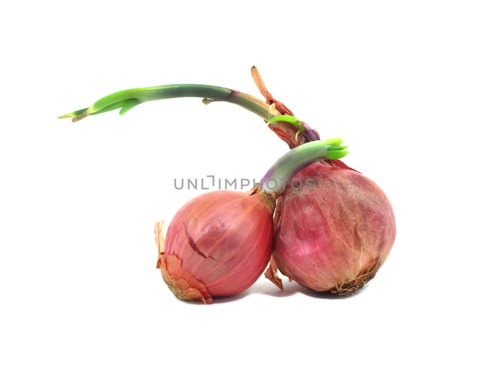 Two shallots with leaflet sprout on white background