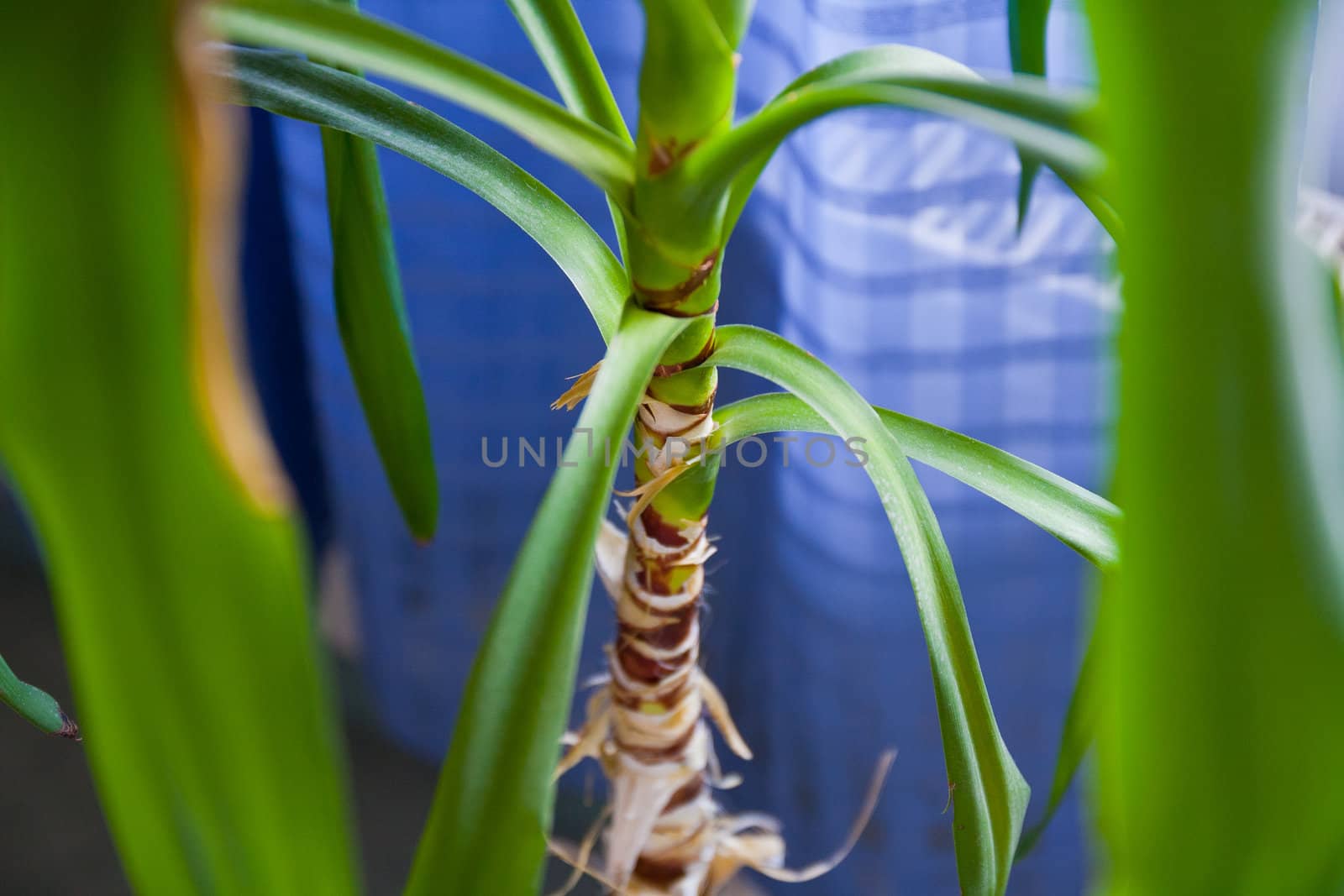 Closeup shot of a yucca palm tree