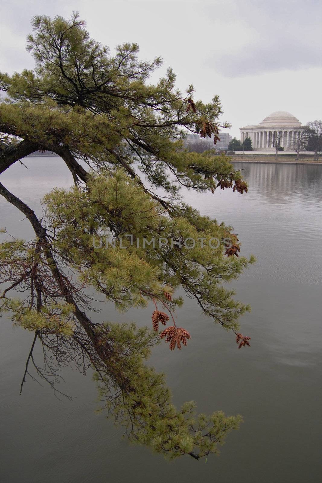 The Jefferson Memorial seen from across the Tidal Basin in Washington DC.
