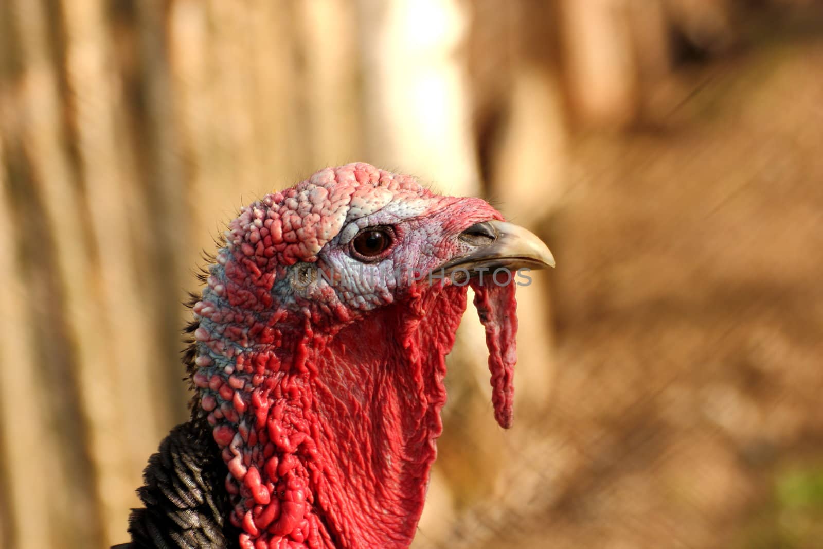 beautiful adult turkey male portrait
